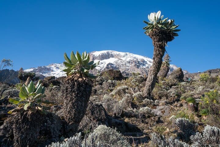 6-Day Machame Route Trek to Uhuru Peak — Private Kilimanjaro Summit photo 2