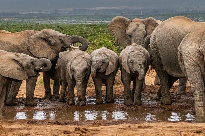 Addo Elephant Day Safari — Shore Excursion From Port Elizabeth (Gqeberha)