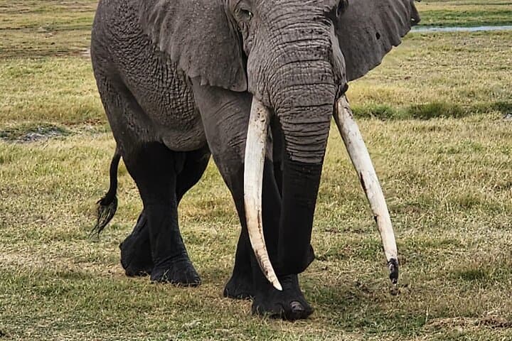 11-Day Private Kenya Safari: Explore Amboseli, Samburu & Masai Mara