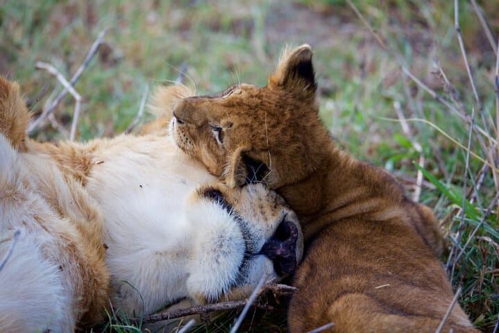 11-Day Private Kenya Safari: Explore Amboseli, Samburu & Masai Mara photo 5