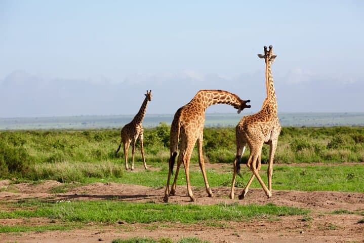 11-Day Private Kenya Safari: Explore Amboseli, Samburu & Masai Mara photo 6