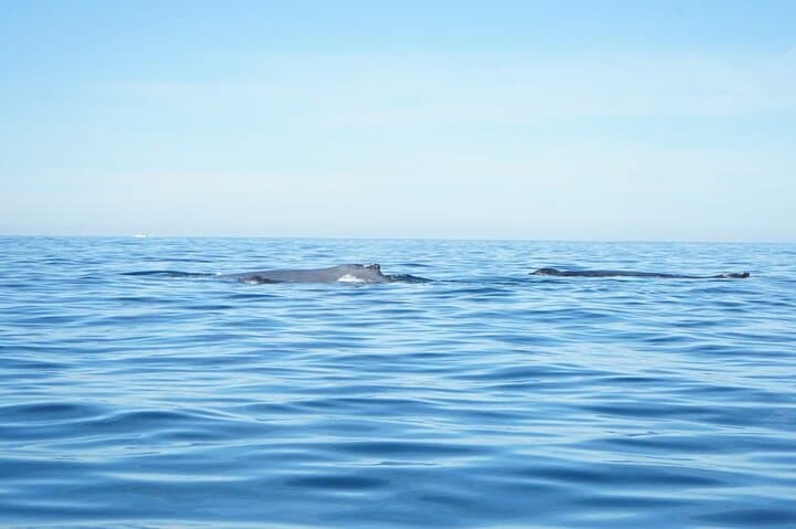 Puerto Vallarta Whale Watching: 3-Hour Banderas Bay Tour & What to Expect photo 4
