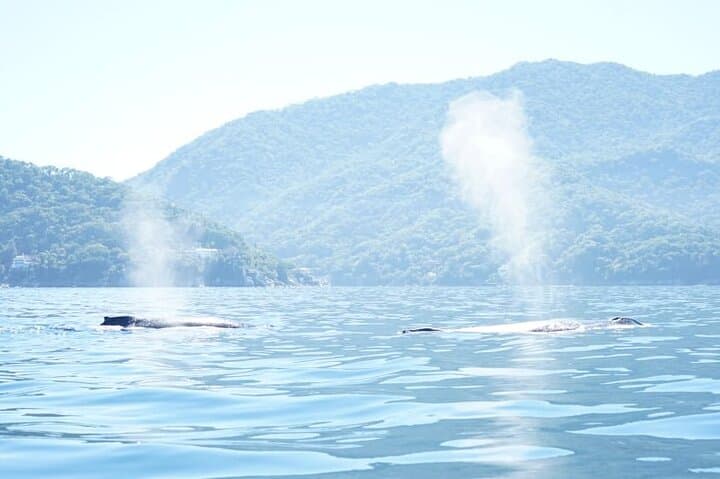 Puerto Vallarta Whale Watching: 3-Hour Banderas Bay Tour & What to Expect photo 5