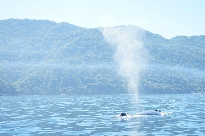 Puerto Vallarta Whale Watching: 3-Hour Banderas Bay Tour & What to Expect photo 3