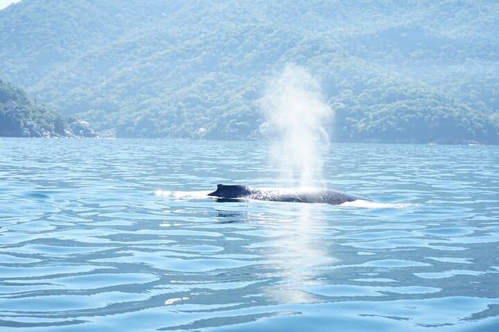 Puerto Vallarta Whale Watching: 3-Hour Banderas Bay Tour & What to Expect