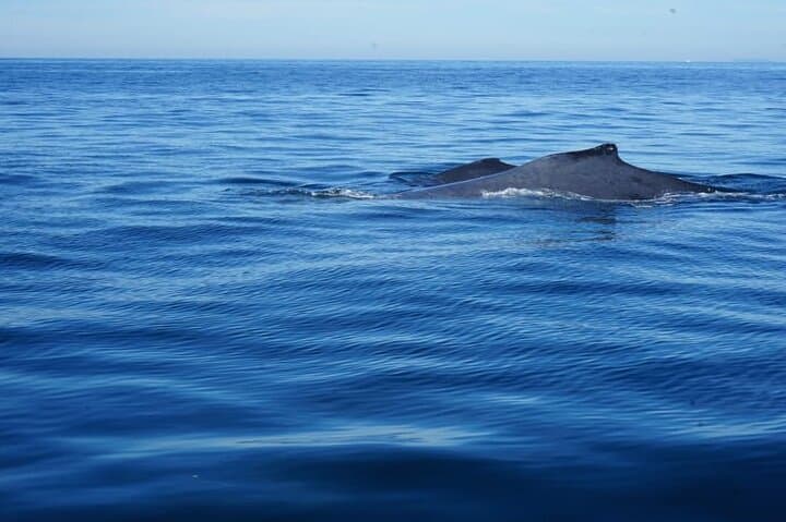 Puerto Vallarta Whale Watching: 3-Hour Banderas Bay Tour & What to Expect photo 2