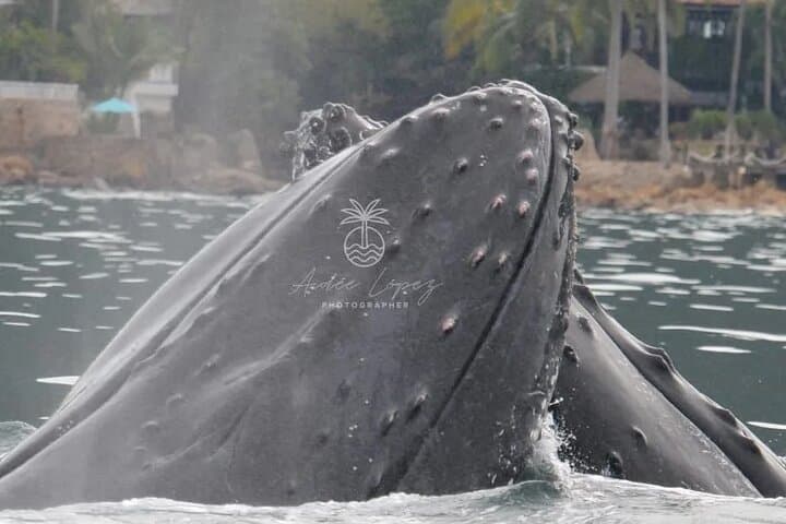 Puerto Vallarta 3-Hour Private Whale Watching Tour — Humpbacks in Banderas Bay photo 2