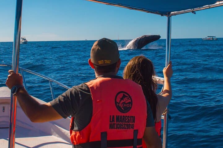 Cabo San Lucas 2‑Hour Whale Watching: See El Arco and Pacific Humpbacks photo 2