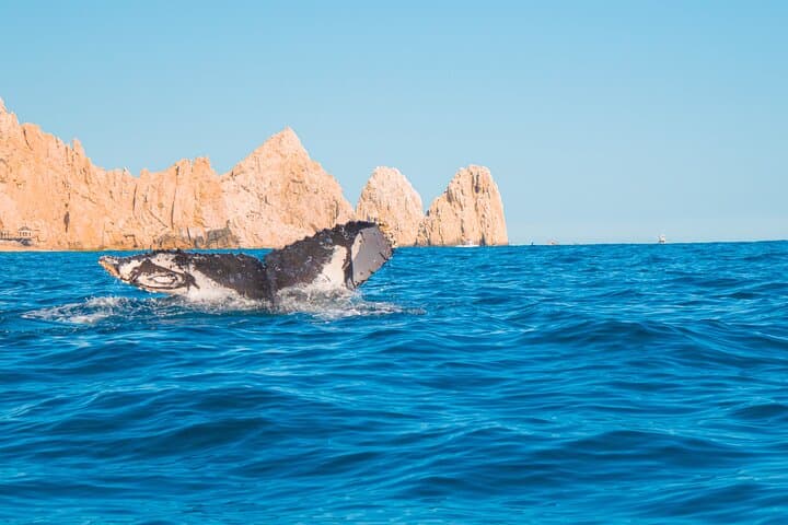Cabo San Lucas 2‑Hour Whale Watching: See El Arco and Pacific Humpbacks photo 3