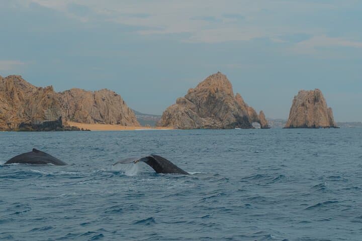 Cabo San Lucas 2‑Hour Whale Watching: See El Arco and Pacific Humpbacks photo 4
