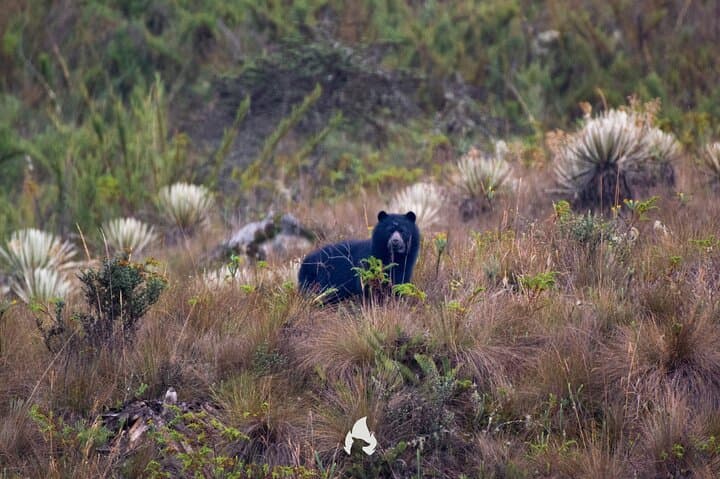 Private Birdwatching Tour in Chingaza Páramo — Laguna de Chingaza Wildlife Day Trip photo 1