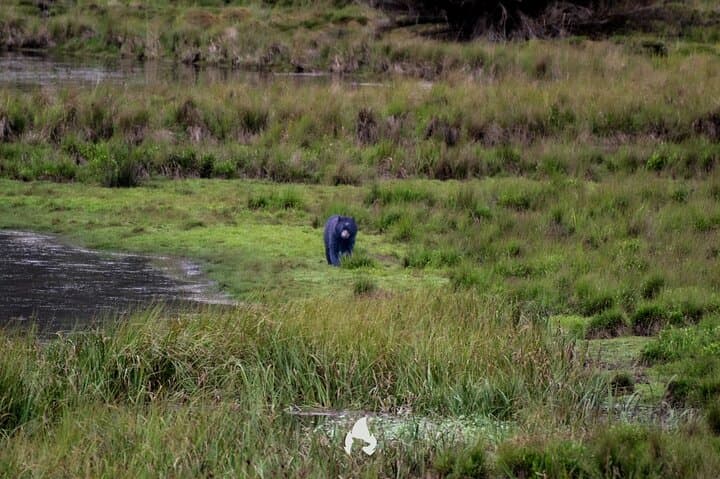 Private Birdwatching Tour in Chingaza Páramo — Laguna de Chingaza Wildlife Day Trip photo 4