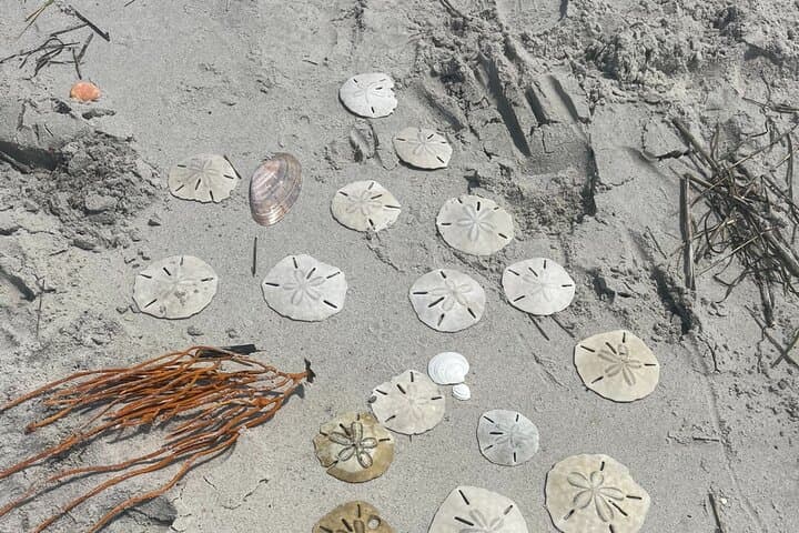 Crystal Coast Coastal Excursion: Sunset Cruises, Shelling & Wild Horses photo 2
