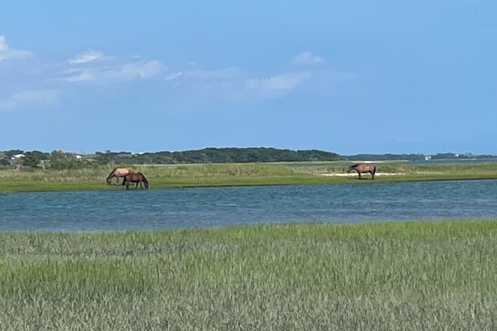 Crystal Coast Coastal Excursion: Sunset Cruises, Shelling & Wild Horses photo 5