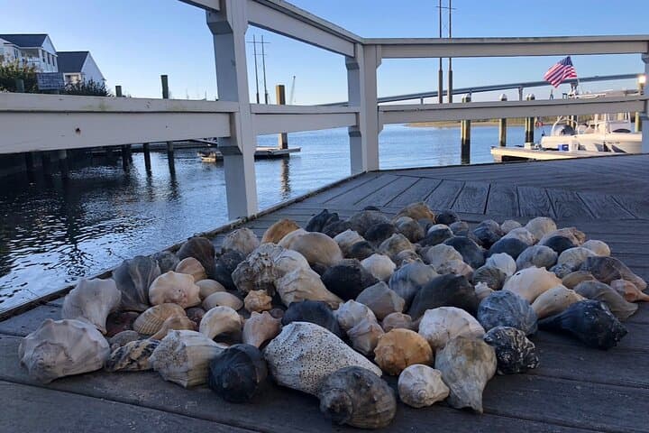 Crystal Coast Coastal Excursion: Sunset Cruises, Shelling & Wild Horses photo 6