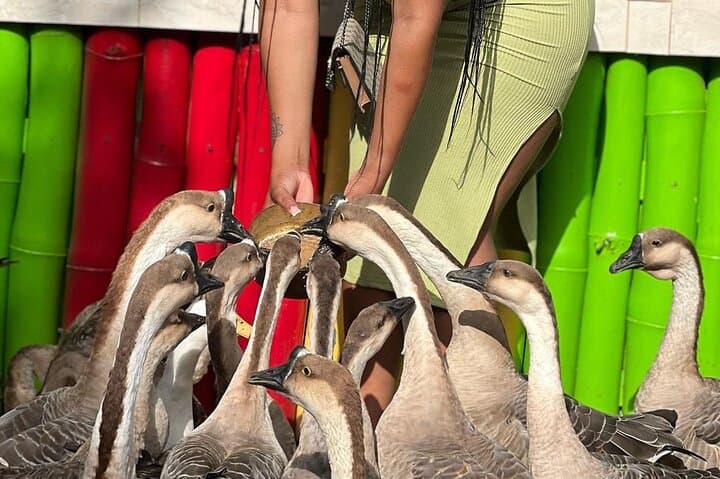 Rocklands Bird Sanctuary & Animal Farm Day Tour from Montego Bay photo 4