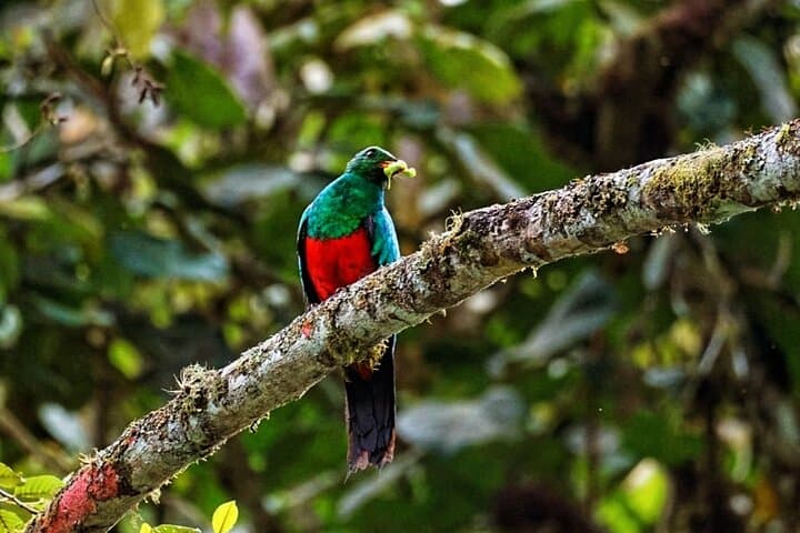 Mindo Cloud Forest Private Birdwatching Tour from Quito photo 4
