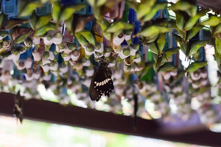 Private Tour to Entopia Butterfly Farm & Tropical Spice Garden — Penang Nature and Spice Day Trip photo 3