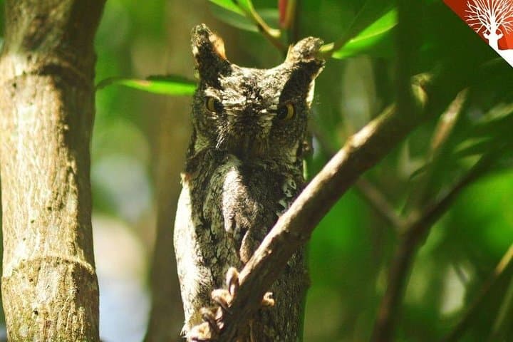 Kilim Geoforest River Tour: Langkawi Mangrove Boat Adventure and Eagle Feeding photo 4