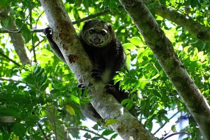 Tangkoko Tarsier Trek: Bitung–Manado Day Tour with Lunch photo 2