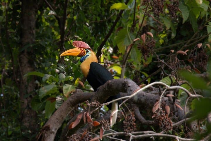 Tangkoko Tarsier Trek: Bitung–Manado Day Tour with Lunch photo 3