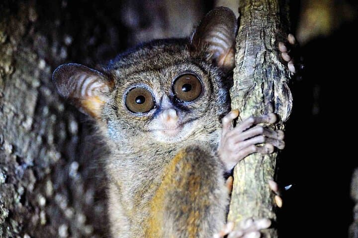 Tangkoko Tarsier Trek: Bitung–Manado Day Tour with Lunch