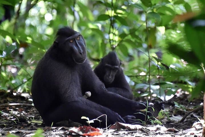 Tangkoko Tarsier Trek: Bitung–Manado Day Tour with Lunch photo 4