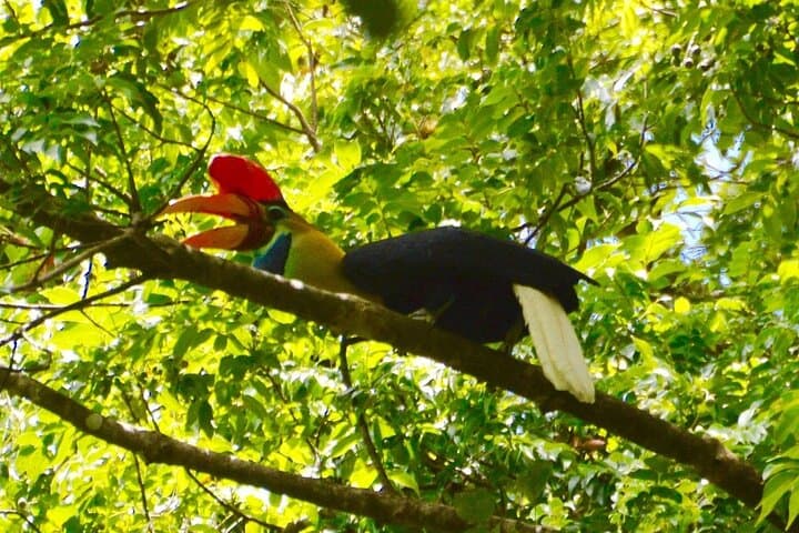 Tangkoko Tarsier Trek: Bitung–Manado Day Tour with Lunch photo 5