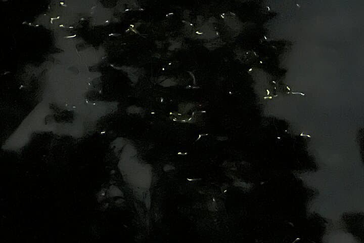 Night Kayak Firefly Tour on Abatan River — Bohol Guided Mangrove Paddle photo 5