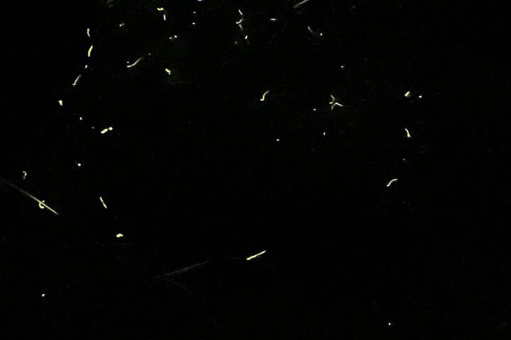 Night Kayak Firefly Tour on Abatan River — Bohol Guided Mangrove Paddle photo 6