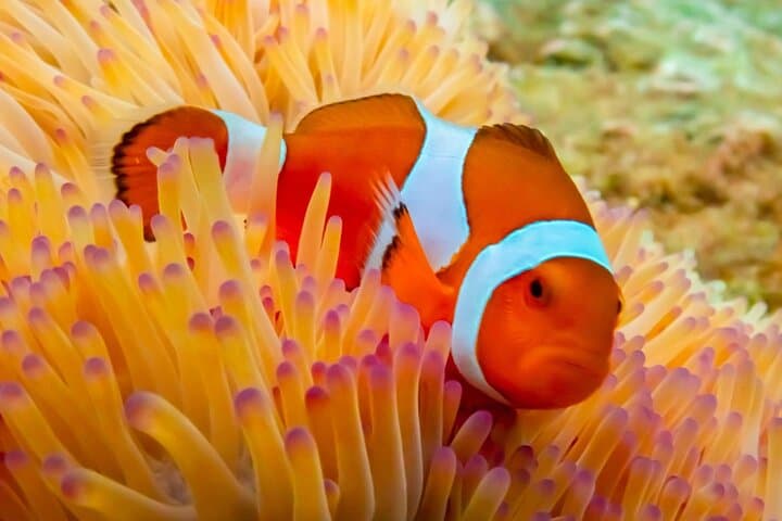 Nemo Island Snorkeling Adventure from Pattaya with Drone Photos & Lunch photo 3