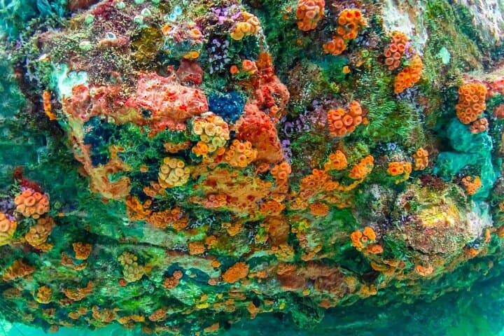 Nemo Island Snorkeling Adventure from Pattaya with Drone Photos & Lunch photo 4