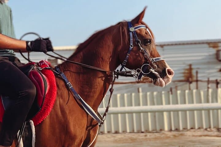 Doha Private Half-Day Desert Safari: Horse, Camel & Sandboard Adventure