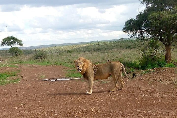 Explore Nairobi National Park: Half-Day Guided Safari Near the City photo 2