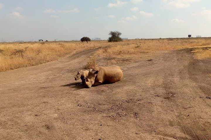 Explore Nairobi National Park: Half-Day Guided Safari Near the City photo 3