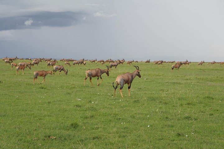 7-Day Private Kenya Safari: Sopa Lodges from Amboseli to Maasai Mara photo 4