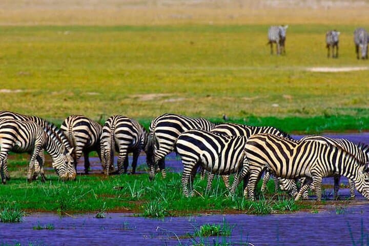 Amboseli 2-Day Private Safari: Close-Up Elephants & Kilimanjaro Views photo 2