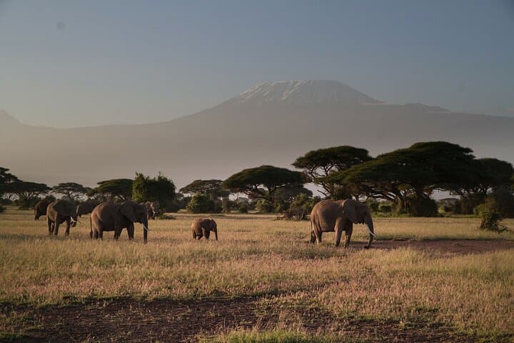 2-Day Amboseli Safari — Elephants, Kilimanjaro & Classic Game Drives photo 5