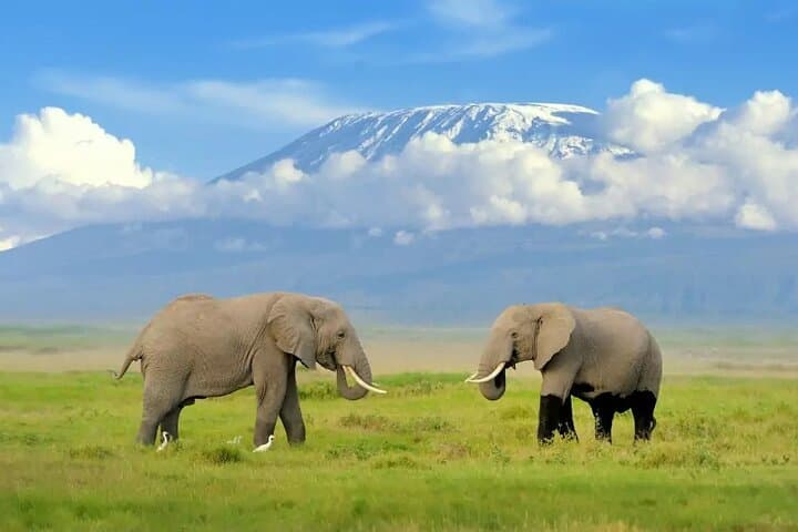 Amboseli Overnight Safari: Elephants, Predators and Kilimanjaro Views photo 5