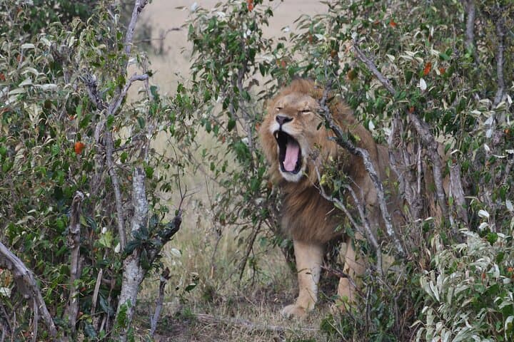 Evening Game Drive at Nairobi National Park: A Safari on the City’s Edge