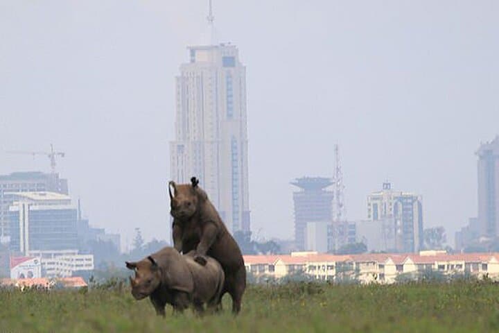 Evening Game Drive at Nairobi National Park: A Safari on the City’s Edge photo 4
