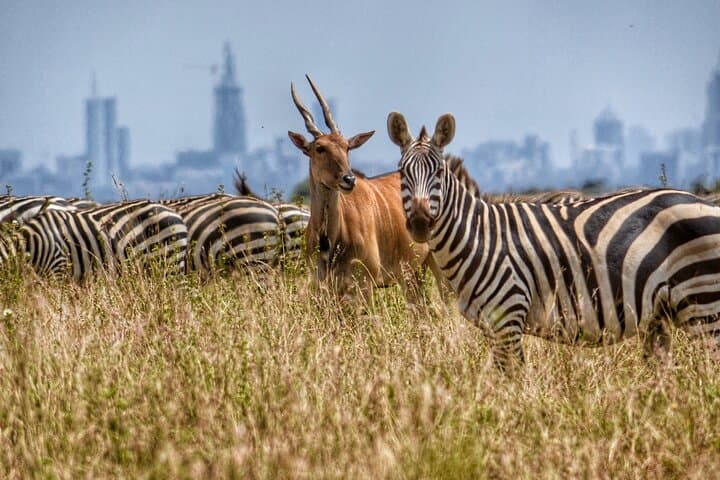 Evening Game Drive at Nairobi National Park: A Safari on the City’s Edge photo 5