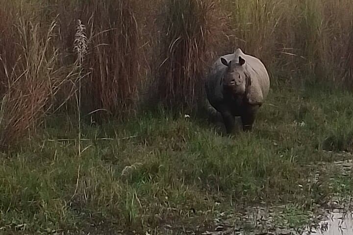 Exclusive Untouched Madi Safari — Chitwan National Park Jeep, Jungle Walk & Campfire Night photo 2