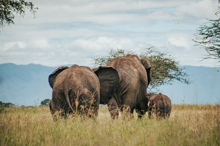 Cycle Kili to Ngorongoro Crater: 6-Day Tanzania Bike Safari photo 5