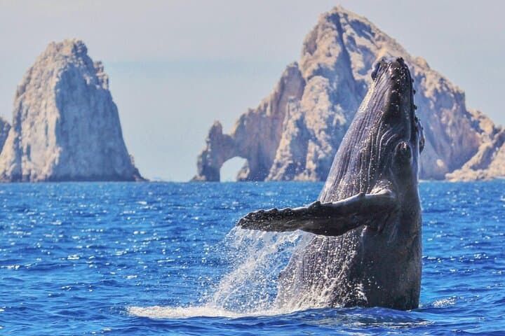 Cabo San Lucas Whale Watching & The Iconic Arch: Boat Tour Guide photo 4