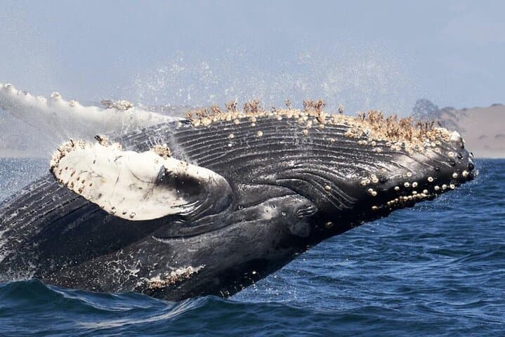 Cabo San Lucas Whale Watching & The Iconic Arch: Boat Tour Guide photo 3