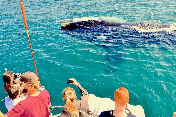 Cabo San Lucas Whale Watching & The Iconic Arch: Boat Tour Guide photo 2