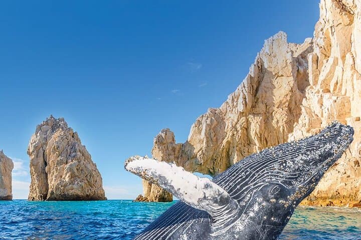Cabo San Lucas Whale Watching & The Iconic Arch: Boat Tour Guide