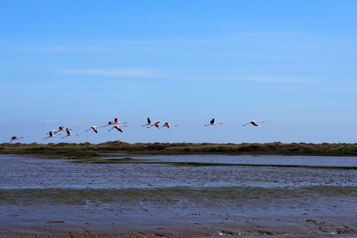 Tagus Estuary Birdwatching Boat Tour: 3-Hour Tejo Nature Reserve Cruise from Lisbon