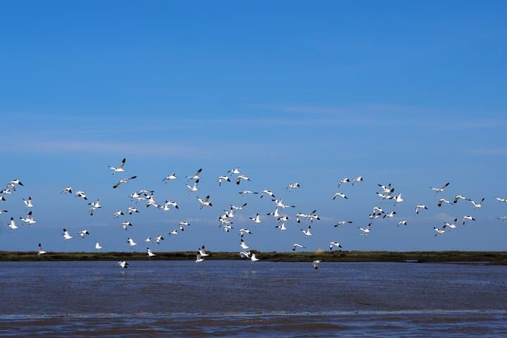 Tagus Estuary Birdwatching Boat Tour: 3-Hour Tejo Nature Reserve Cruise from Lisbon photo 3